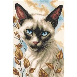Siamese Cat