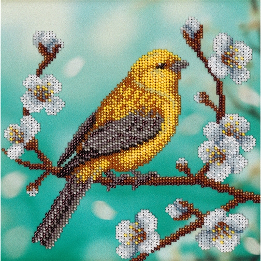 Golden Oriole