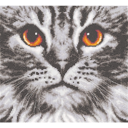 Cat in Close-Up