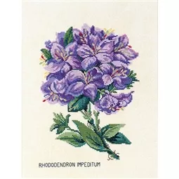 Rhododendron