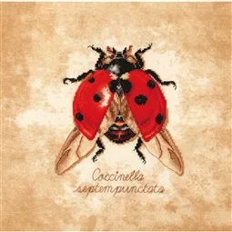 Coccinella Septempunctata