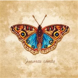 Junonia Coenia
