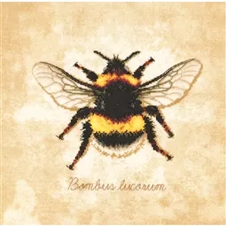 Bombus Lucorum
